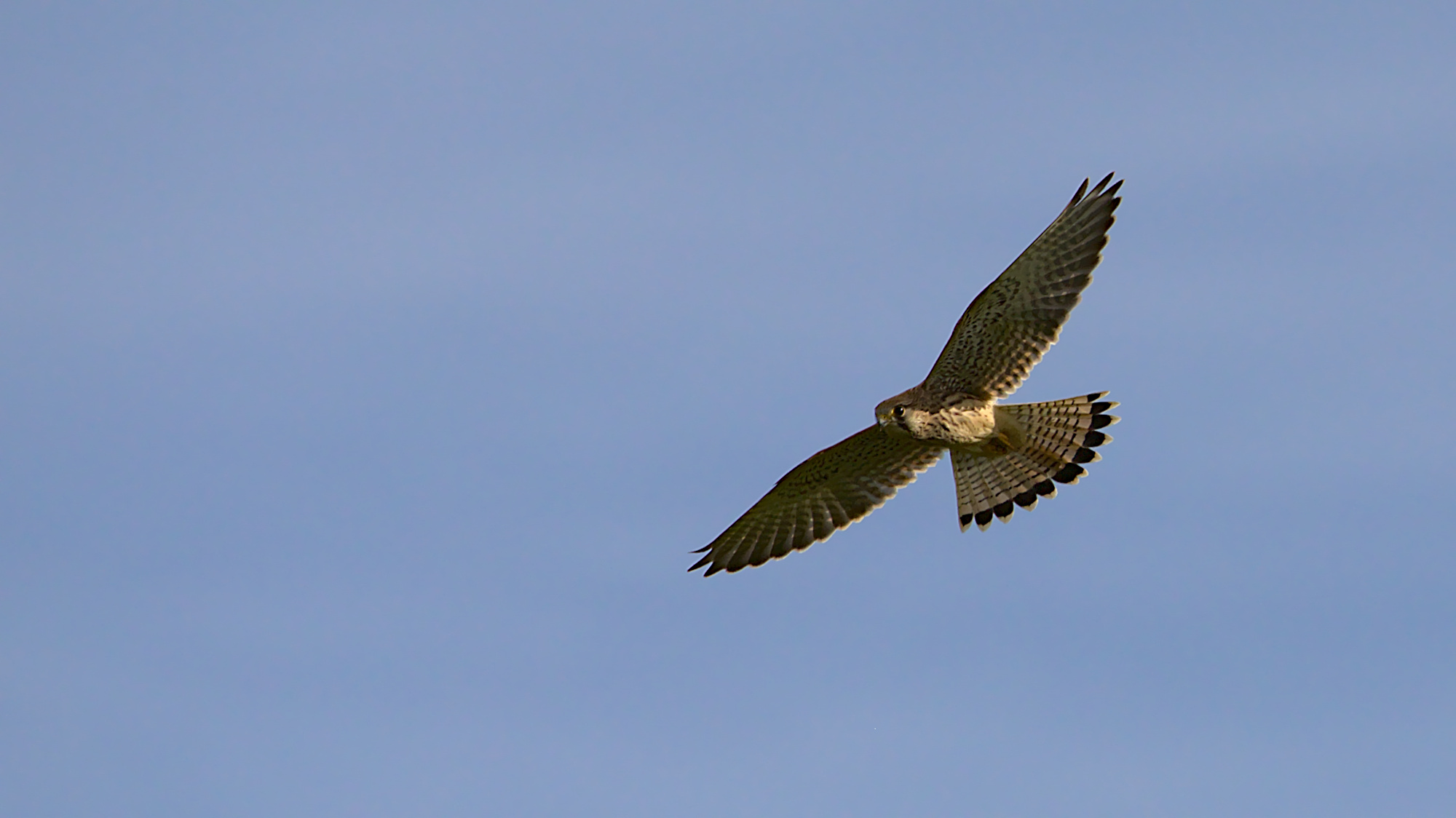 Turmfalke